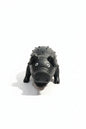 Pig Toy with sound